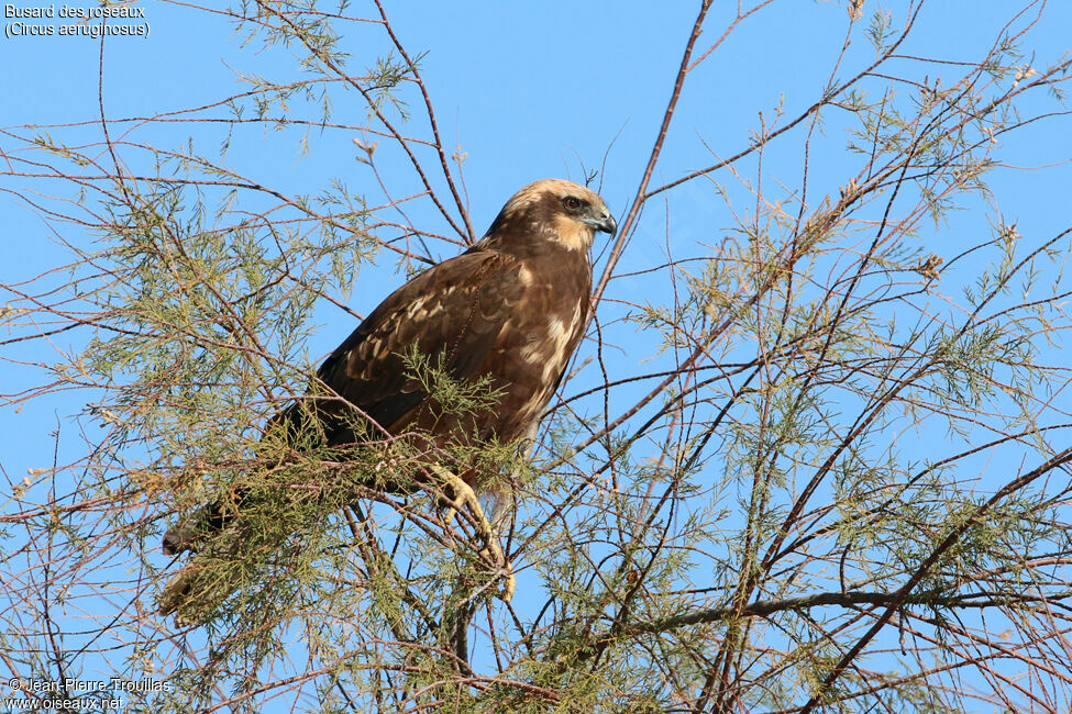 Western Marsh Harrier