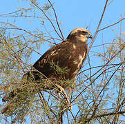 Western Marsh Harrier