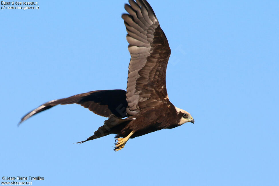 Western Marsh Harrier