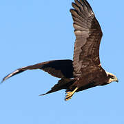 Western Marsh Harrier