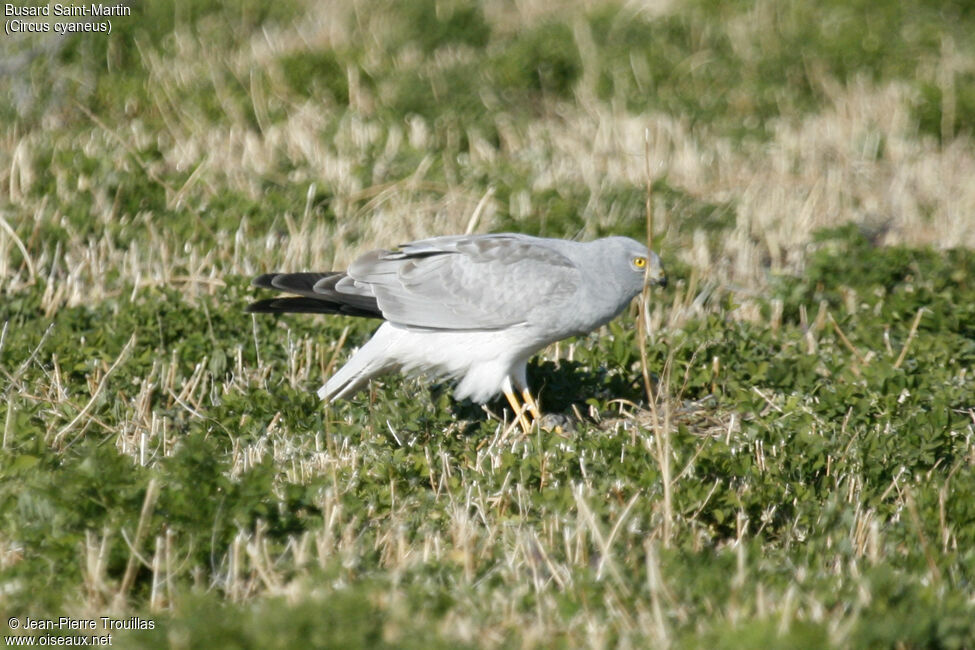 Hen Harrier