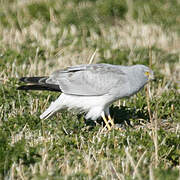 Hen Harrier