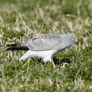 Hen Harrier