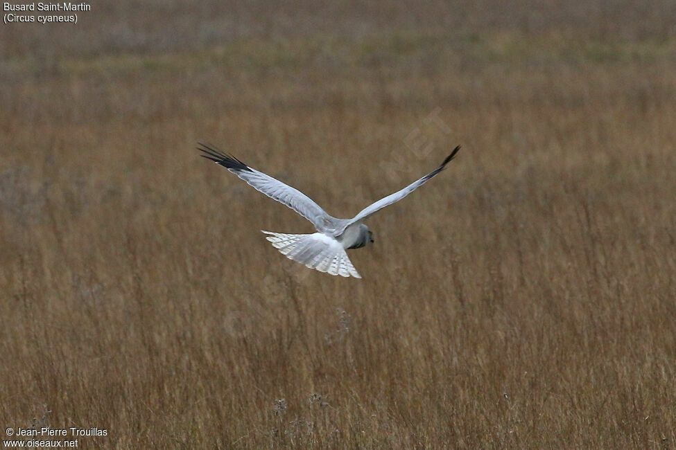 Hen Harrier