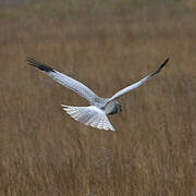 Hen Harrier