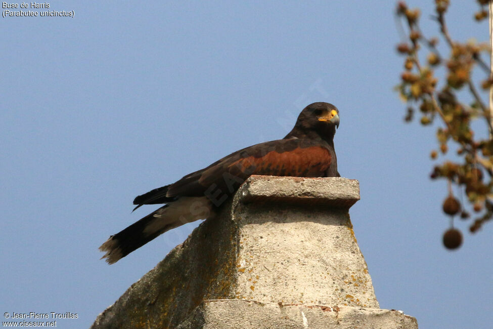 Harris's Hawkadult