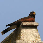 Harris's Hawk