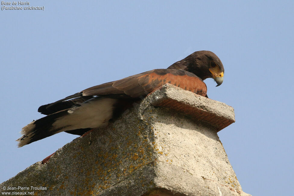 Harris's Hawk