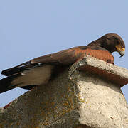 Harris's Hawk