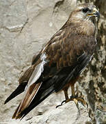 Long-legged Buzzard