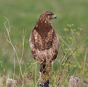 Common Buzzard