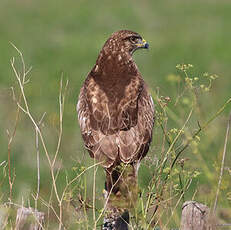 Buse variable