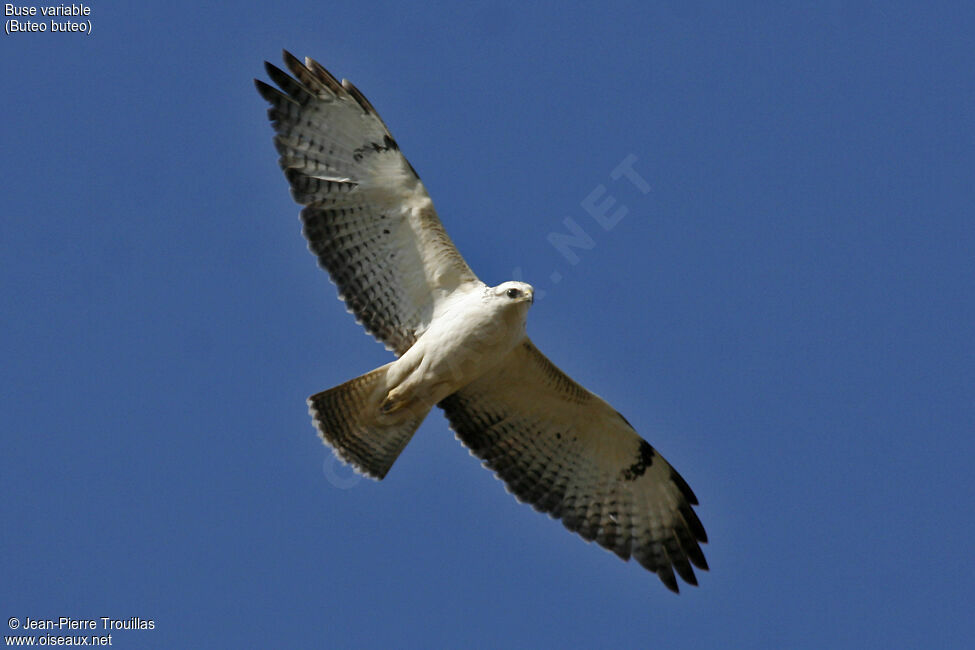 Common Buzzard