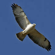 Common Buzzard