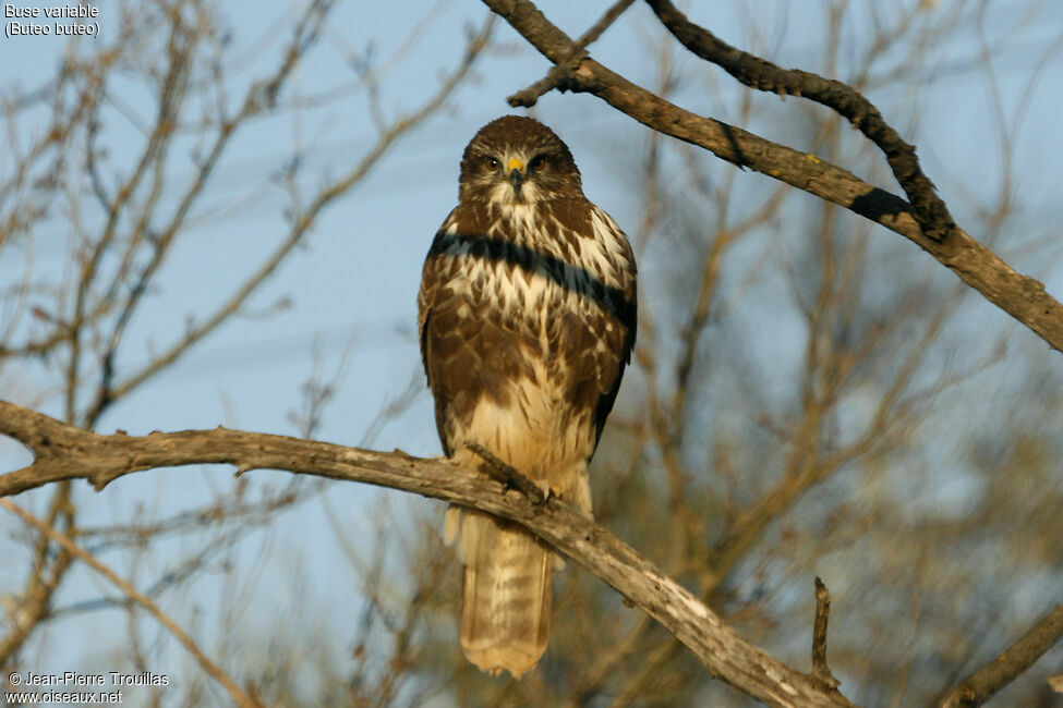 Buse variable