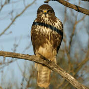 Common Buzzard