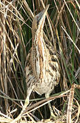 Eurasian Bittern