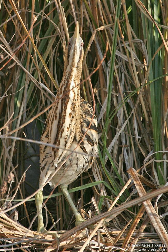 Eurasian Bittern