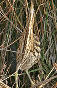 Eurasian Bittern