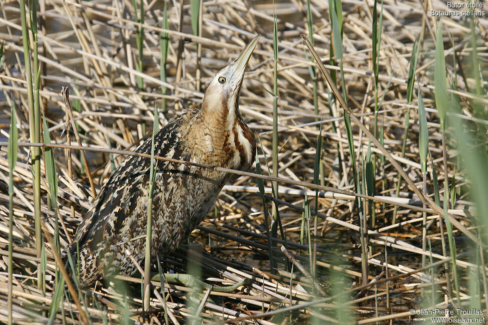 Butor étoilé