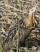 Eurasian Bittern