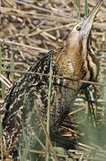 Eurasian Bittern