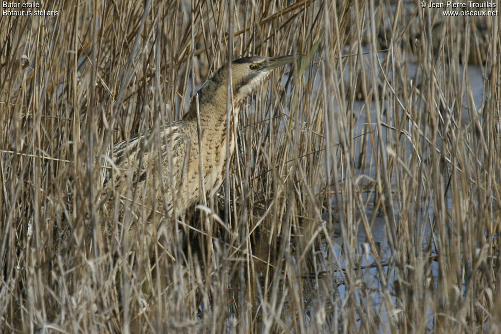 Butor étoilé