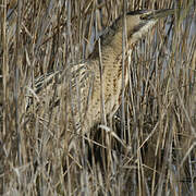 Eurasian Bittern