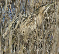 Eurasian Bittern