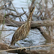 Eurasian Bittern