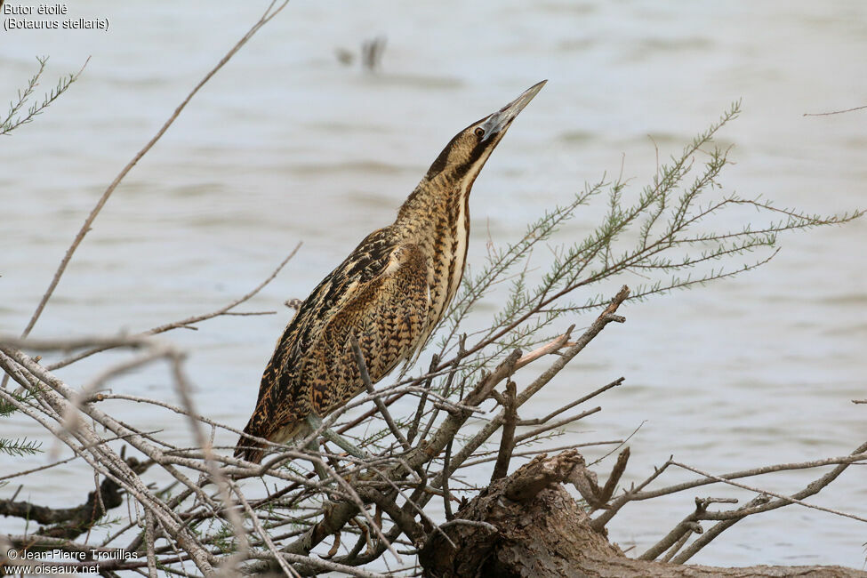 Eurasian Bittern