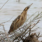 Eurasian Bittern