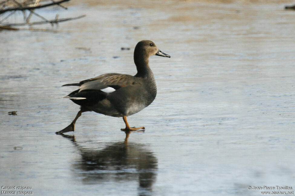 Canard chipeau