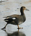 Canard chipeau