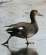 Gadwall