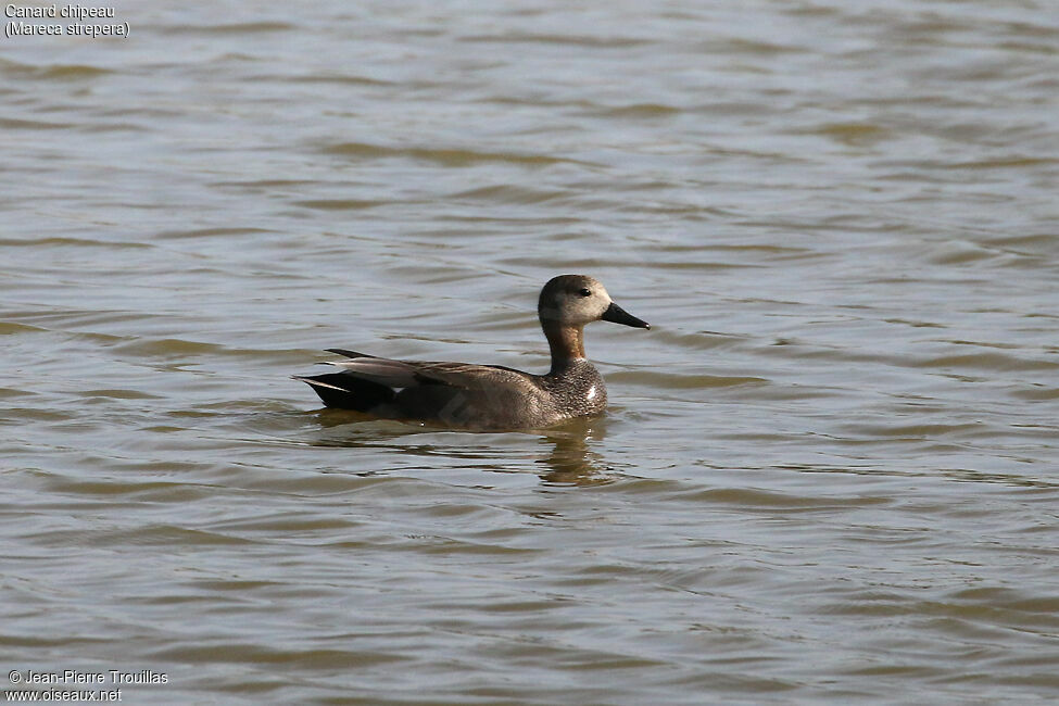 Gadwall