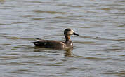 Canard chipeau