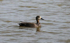 Gadwall