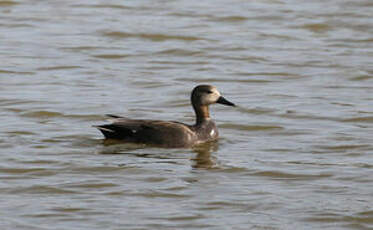 Canard chipeau