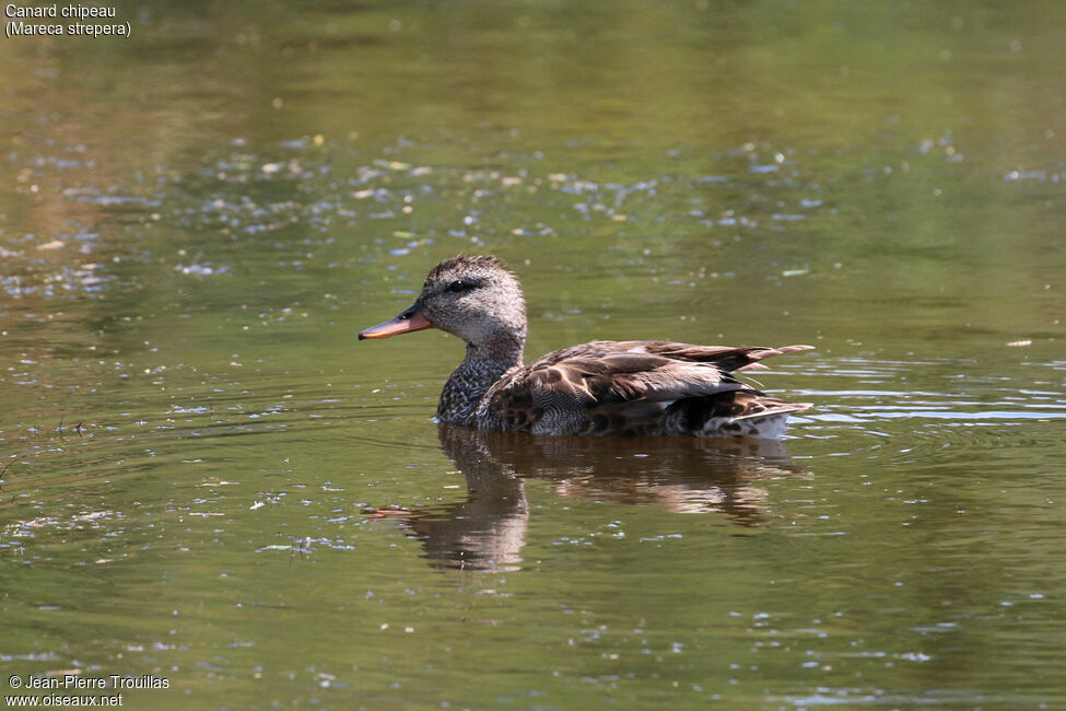 Canard chipeau