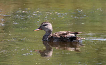 Canard chipeau