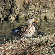 Gadwall