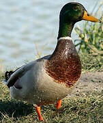 Canard colvert