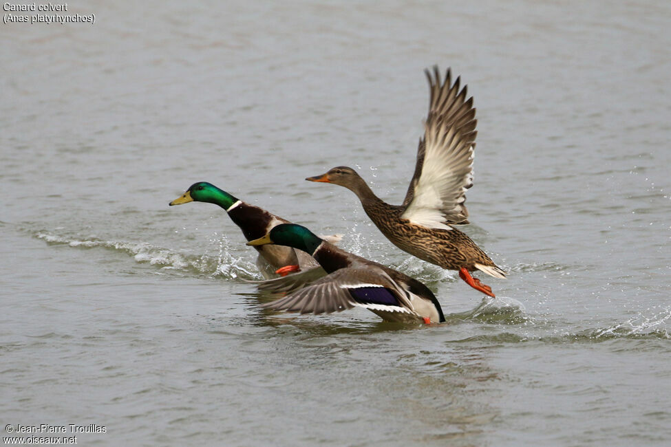 Canard colvert