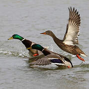 Mallard