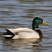 Mallard