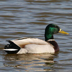 Canard colvert