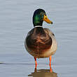 Canard colvert