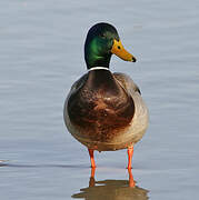 Canard colvert