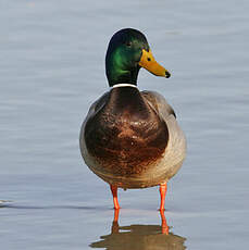 Canard colvert